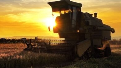 Agronegócio Desconhecido: Como Investir em Culturas Pouco Exploradas